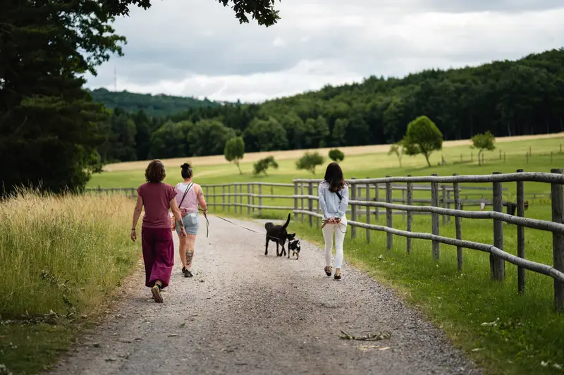 Gruppe von Menschen mit Hunden spaziert auf einem Feldweg entlang eines Zauns