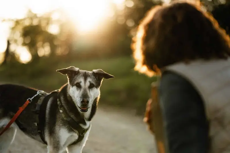 Hund an der Leine beim Hundeverhaltenstraining
